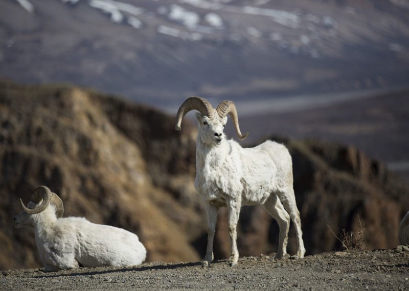 Top 10 Fascinating Facts About The Dall Sheep