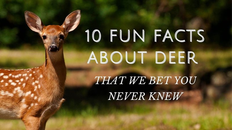 Top 10 Fascinating Facts About The Deer