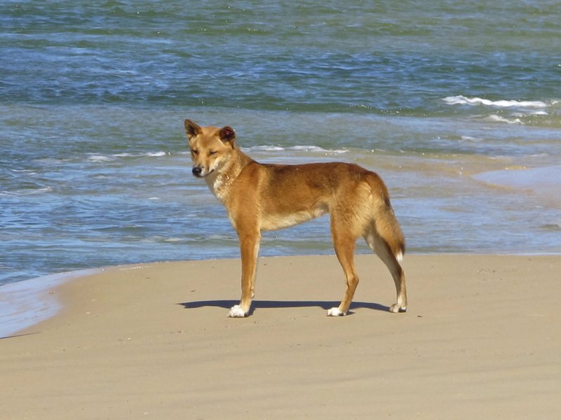 Top 10 Fascinating Facts About The Dingo