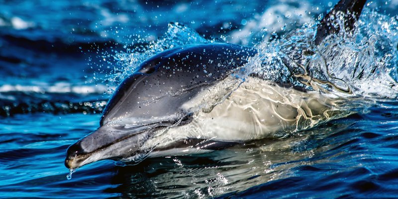 Top 10 Fascinating Facts About The Dolphin