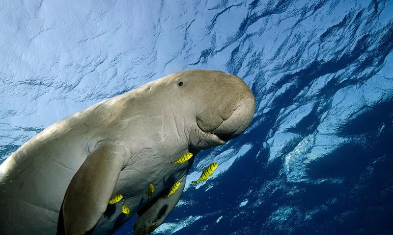 Top 10 Fascinating Facts About The Dugong