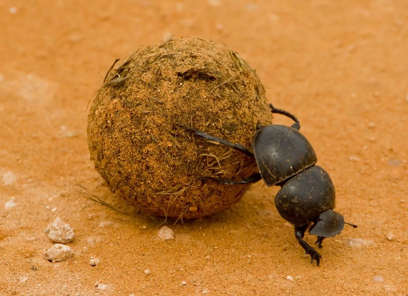 Top 10 Fascinating Facts About The Dung Beetle