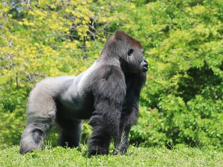 Top 10 Fascinating Facts About The Eastern Gorilla
