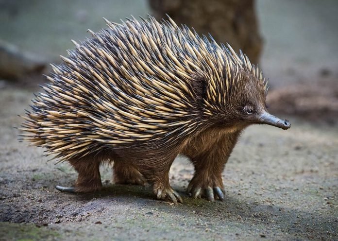 Top 10 Fascinating Facts About The Echidna
