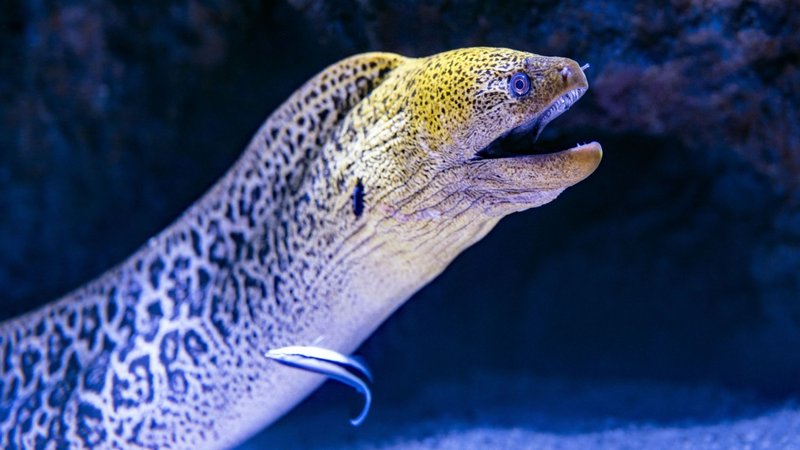 Top 10 Fascinating Facts About The Eel