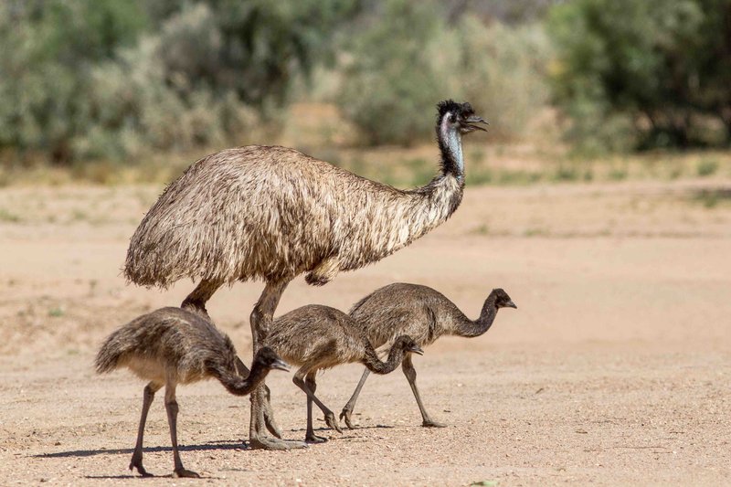 Top 10 Fascinating Facts About The Emu
