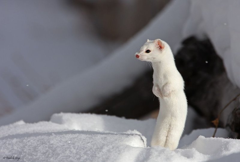 Top 10 Fascinating Facts About The Ermine