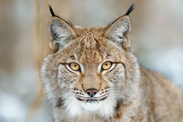 Top 10 Fascinating Facts About The Eurasian Lynx