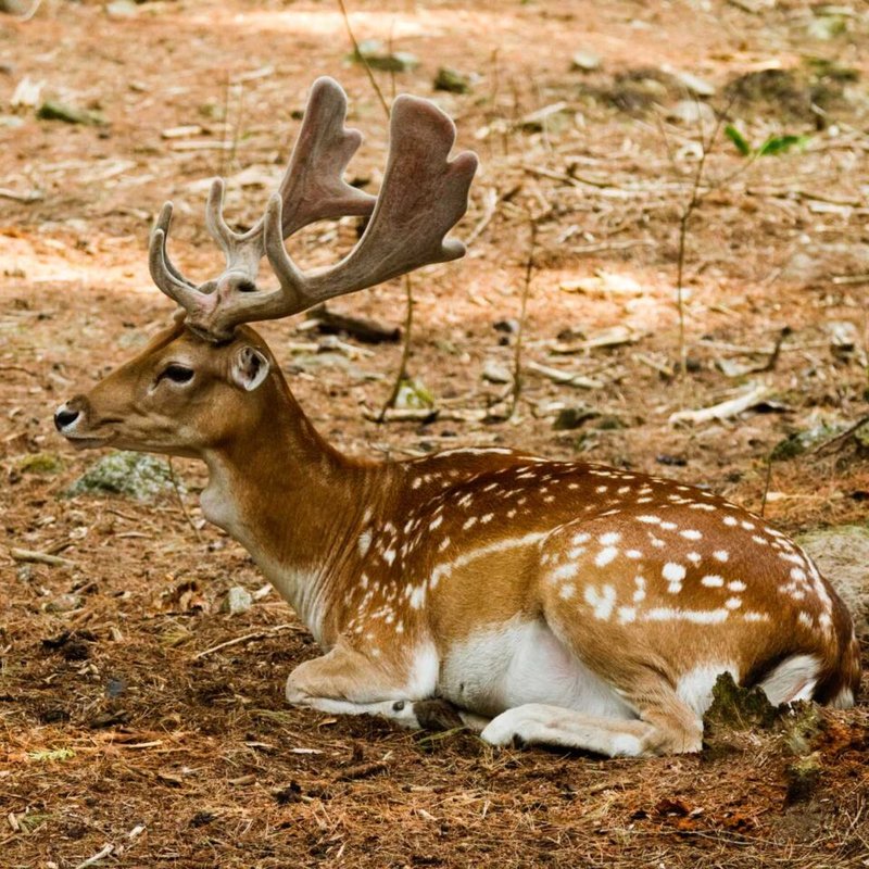 Top 10 Fascinating Facts About The Fallow Deer