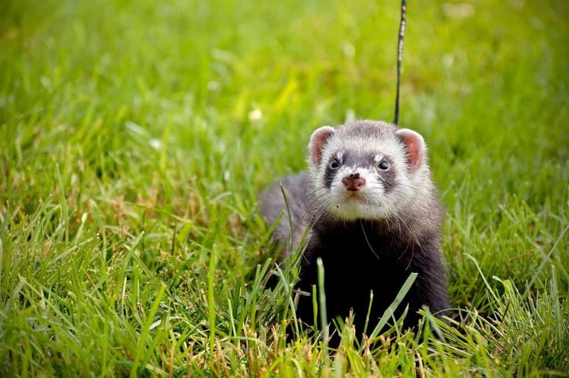 Top 10 Fascinating Facts About The Ferret