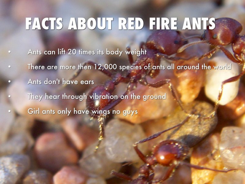 Top 10 Fascinating Facts About The Fire Ant