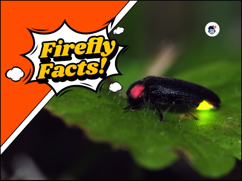 Top 10 Fascinating Facts About The Firefly