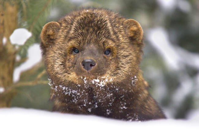 Top 10 Fascinating Facts About The Fisher