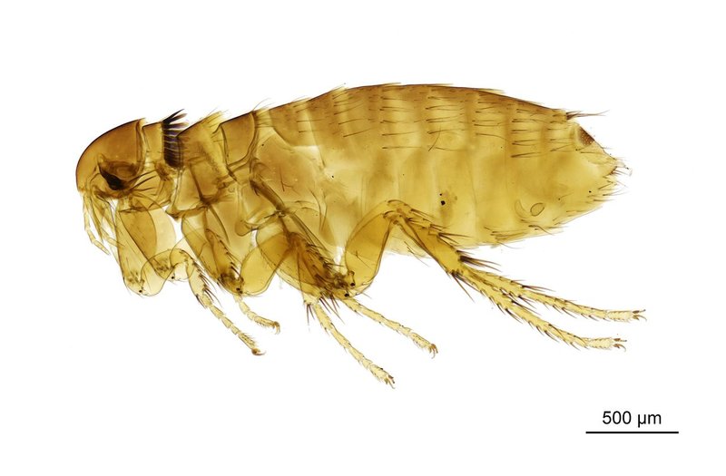 Top 10 Fascinating Facts About The Flea
