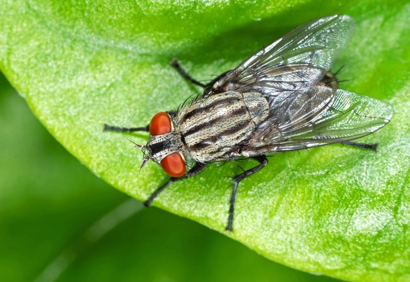 Top 10 Fascinating Facts About The Fly