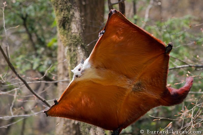 Top 10 Fascinating Facts About The Flying Squirrel
