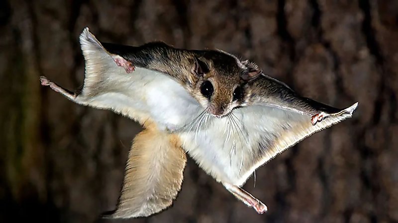 Top 10 Fascinating Facts About The Flying Squirrel