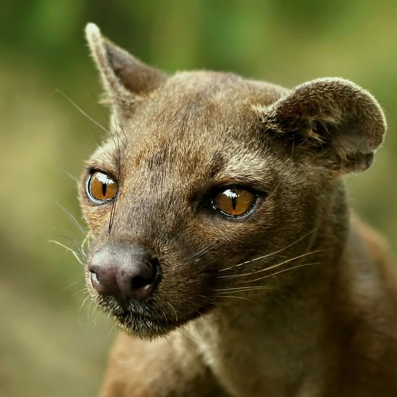 Top 10 Fascinating Facts About The Fossa