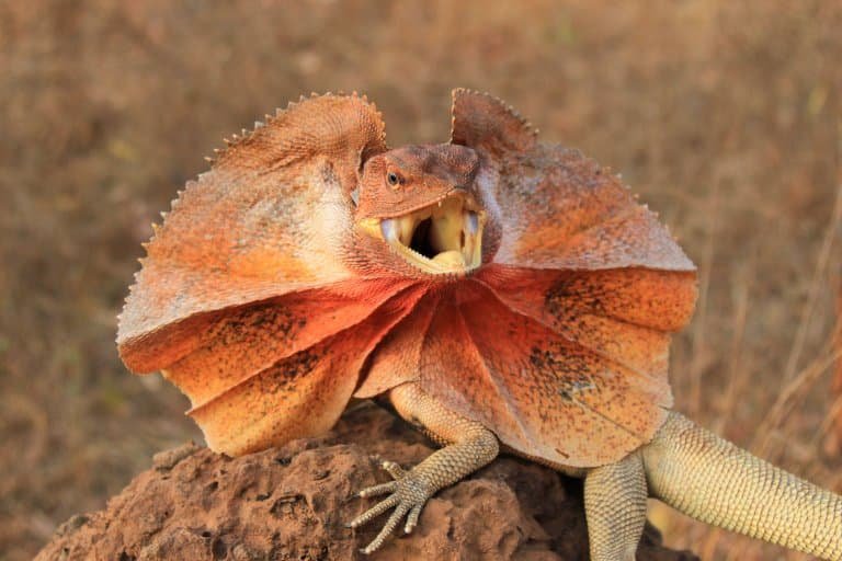 Top 10 Fascinating Facts About The Frilled Lizard