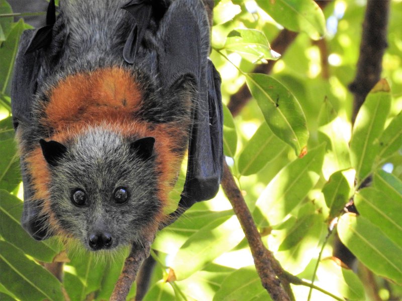 Top 10 Fascinating Facts About The Fruit Bat
