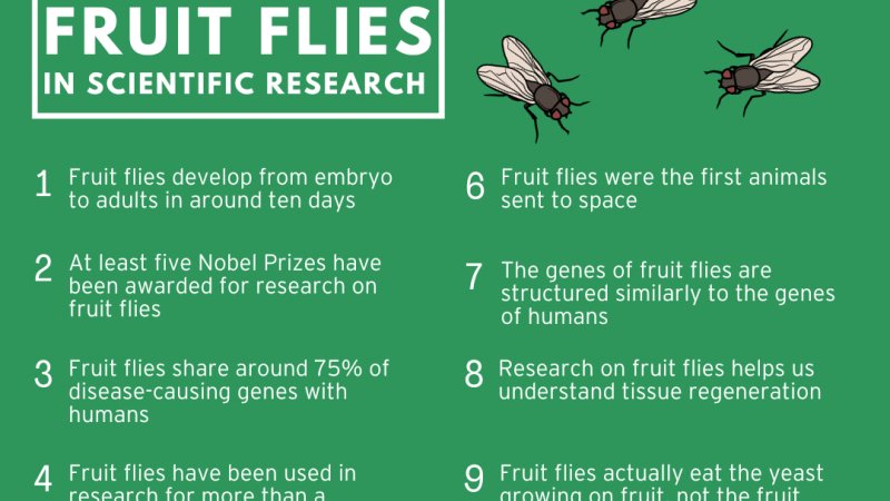 Top 10 Fascinating Facts About The Fruit Fly