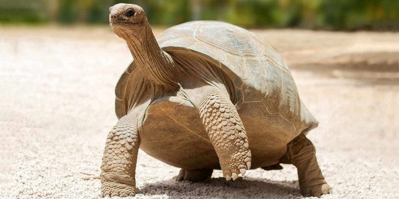 Top 10 Fascinating Facts About The Galã¡Pagos Tortoise