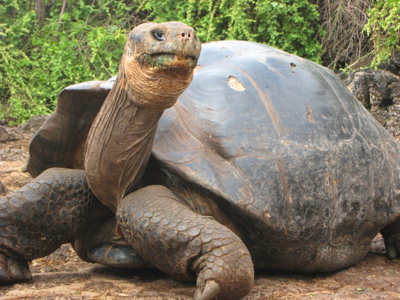 Top 10 Fascinating Facts About The Galã¡Pagos Tortoise