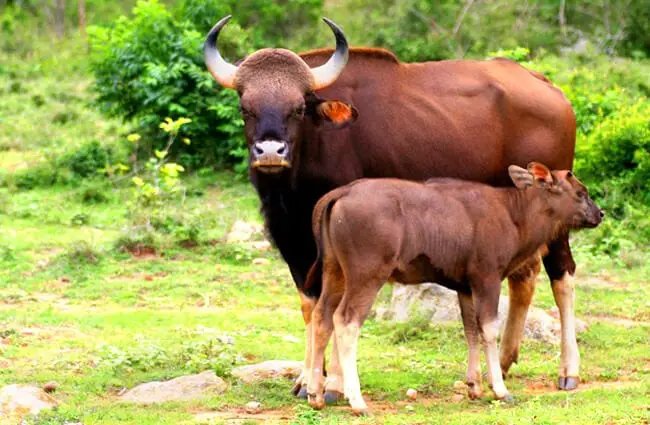 Top 10 Fascinating Facts About The Gaur