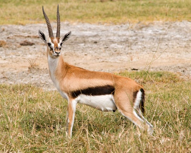 Top 10 Fascinating Facts About The Gazelle