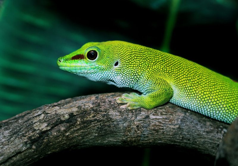 Top 10 Fascinating Facts About The Gecko