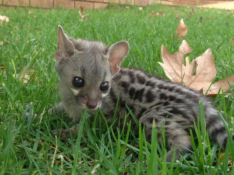 Top 10 Fascinating Facts About The Genet