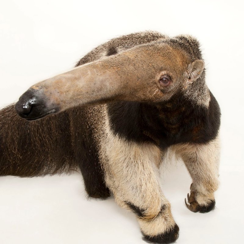 Top 10 Fascinating Facts About The Giant Anteater