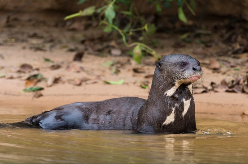 Top 10 Fascinating Facts About The Giant Otter