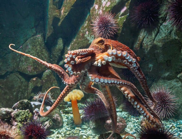 Top 10 Fascinating Facts About The Giant Pacific Octopus