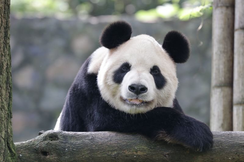 Top 10 Fascinating Facts About The Giant Panda