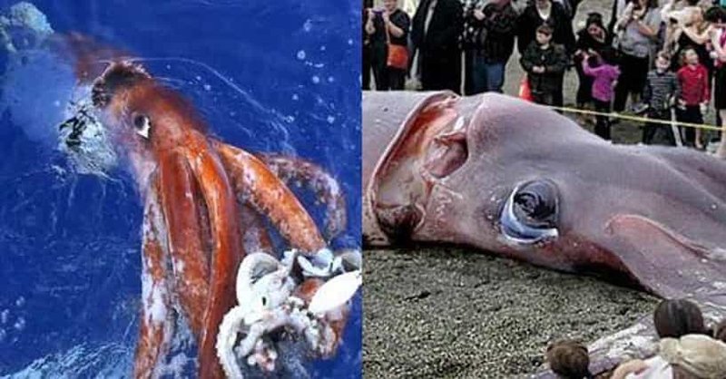 Top 10 Fascinating Facts About The Giant Squid