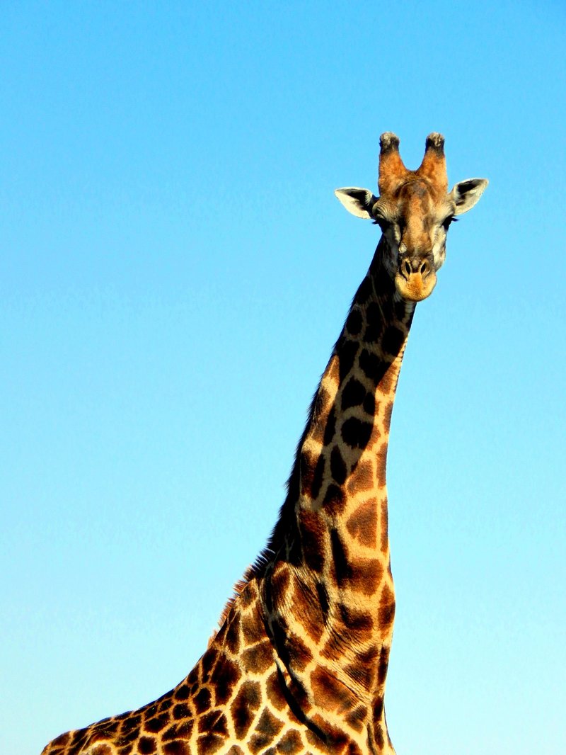 Top 10 Fascinating Facts About The Giraffe