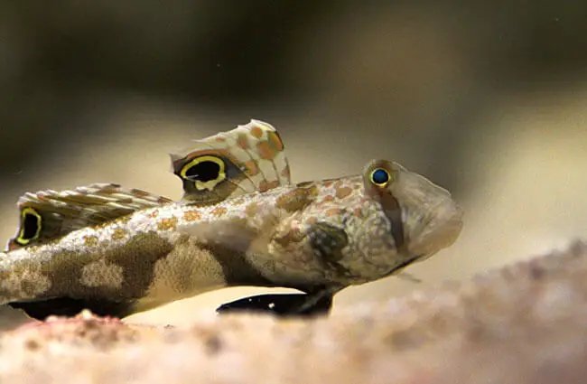 Top 10 Fascinating Facts About The Goby