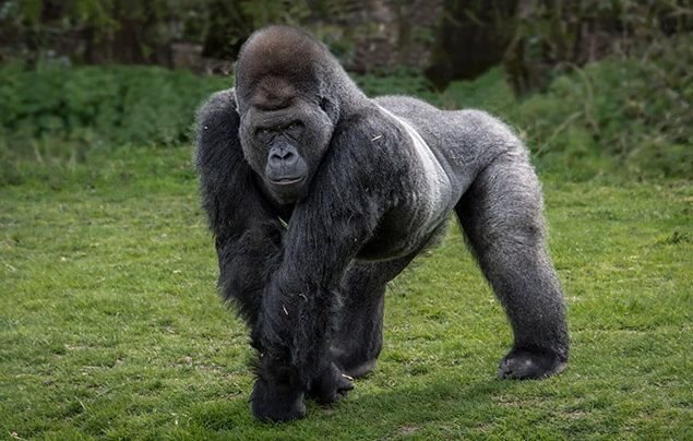 Top 10 Fascinating Facts About The Gorilla
