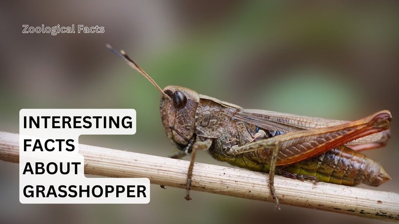 Top 10 Fascinating Facts About The Grasshopper