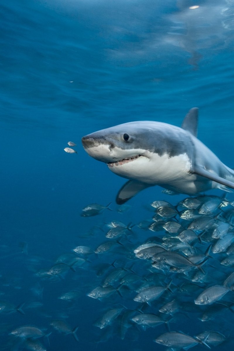 Top 10 Fascinating Facts About The Great White Shark
