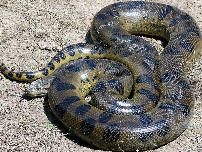 Top 10 Fascinating Facts About The Green Anaconda