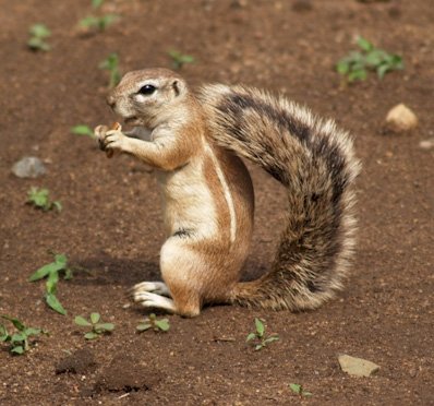 Top 10 Fascinating Facts About The Ground Squirrel