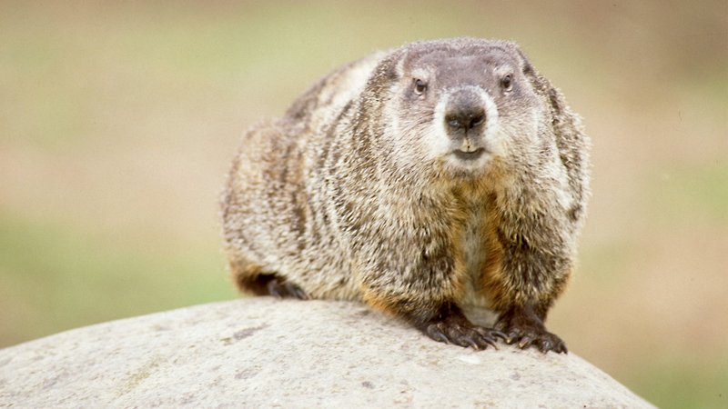 Top 10 Fascinating Facts About The Groundhog