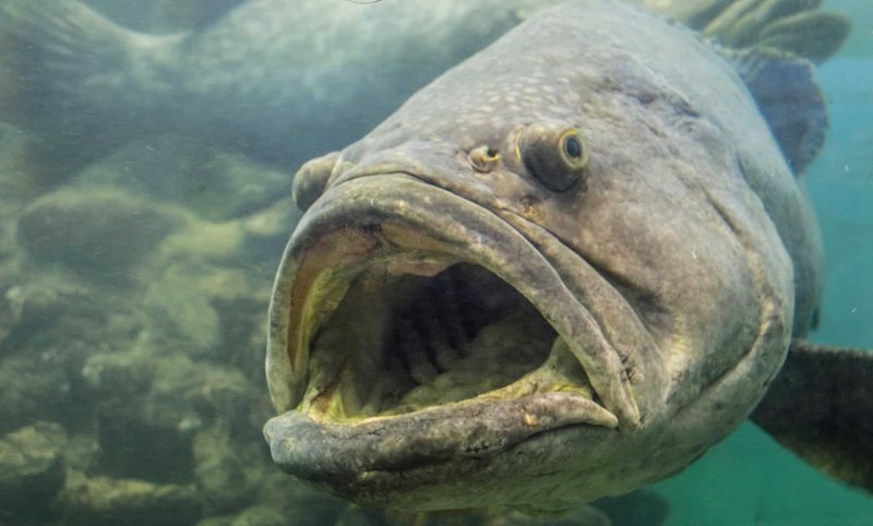 Top 10 Fascinating Facts About The Grouper