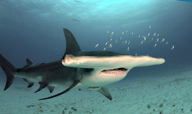 Top 10 Fascinating Facts About The Hammerhead Shark