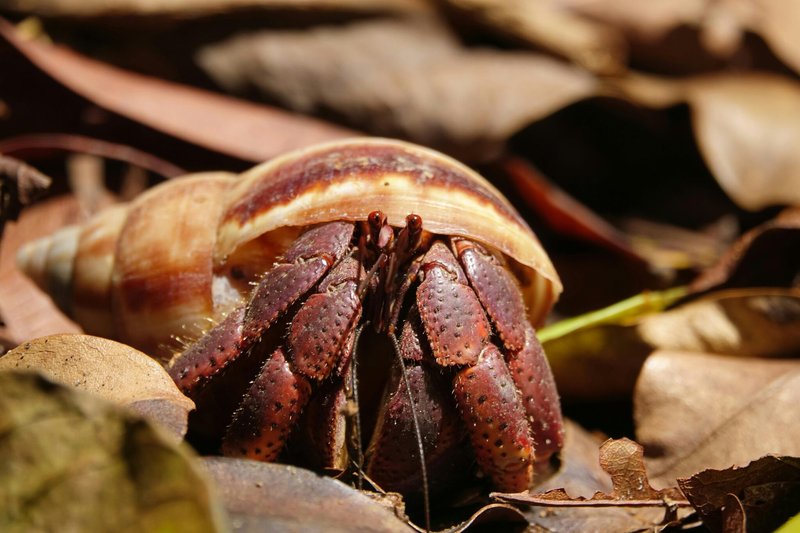 Top 10 Fascinating Facts About The Hermit Crab