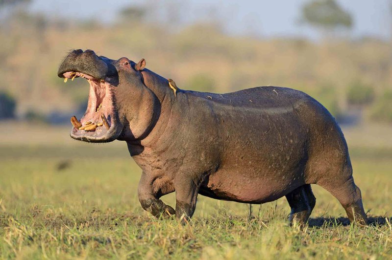 Top 10 Fascinating Facts About The Hippopotamus
