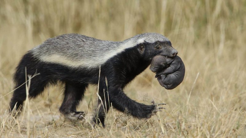 Top 10 Fascinating Facts About The Honey Badger
