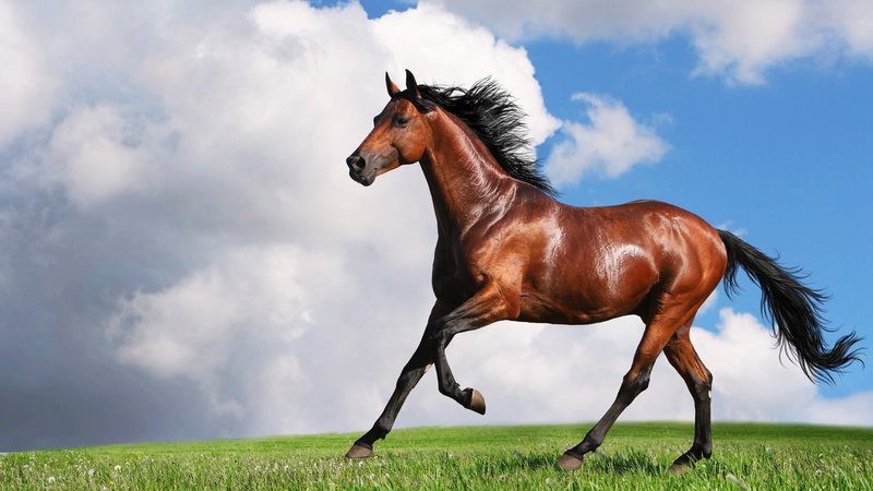 Top 10 Fascinating Facts About The Horse